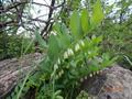 Polygonatum sewerzowii